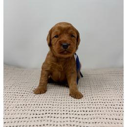 Leccino - Red male Australian Labradoodle puppy in Sacramento, California from Little Farmstead Labradoodles