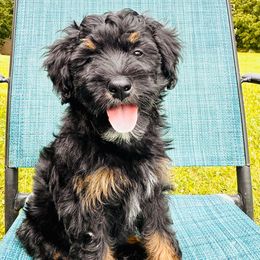 Oreo. Only available locally - Black tri-color female Aussiedoodle puppy in Watertown, Wisconsin from Little Bear Paws Aussiedoodles