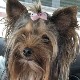 Harley - Yorkshire Terrier