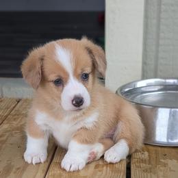 Red Bluie merle (dilute) boy - Sable merle and white male American Corgi puppy in Loretto, Kentucky from Duncan's Border Collies and Corgis