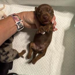 Pitti - Chocolate and tan male Dachshund puppy in Whitesboro, Texas from Joanie's Tickled Pink Puppies