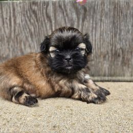 Oscar - Black and tan male Shih Tzu puppy in Mountain Grove, Missouri from Precious Puppies