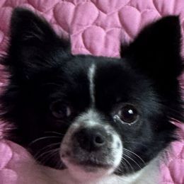 Maddi - Chihuahua