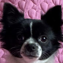 Maddi - Chihuahua