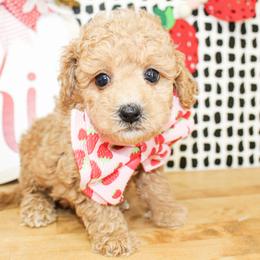 Cooper - Apricot male Goldendoodle puppy in Antlers, Oklahoma from Rocking H