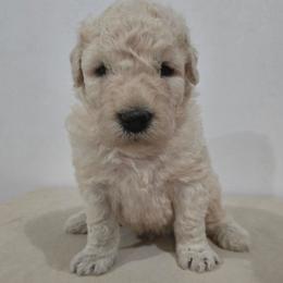 Red boy - White male Komondor puppy in Auburn, Kentucky from Christmas Komondors