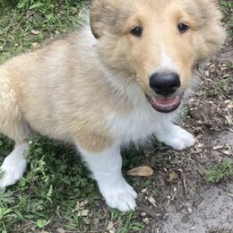 Richie - Sable and white male Collie puppy in Yulee, Florida from Three Collie Farm