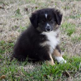 Daphe - Black tri female Miniature Australian Shepherd puppy in Evant, Texas from Lazy VT Bar Ranch