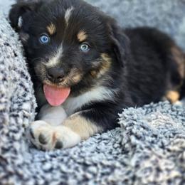 Boy 5 - Black tri-color male Australian Shepherd puppy in New Tazewell, Tennessee from D&D Australian Shepherds