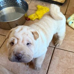 Girl 2 - Cream female Chinese Shar-Pei puppy in Fairfield, Texas from Majesty SharPei