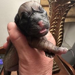 TBD - Fawn male Pug puppy in Boynton Beach, Florida from Camp Pug