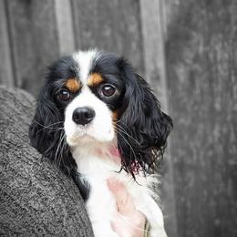 Molly - Cavalier King Charles Spaniel