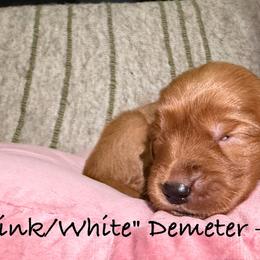 Demeter - Dark golden female Golden Retriever puppy in Weston, Missouri from Love is Golden