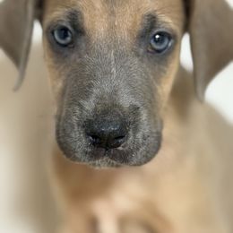 Andy - Blue male Great Dane puppy in Hutchinson, Kansas from Dappled Danes