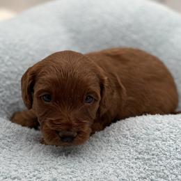 Harley - Red  male Goldendoodle puppy in Kansas City, Kansas from Bella & Ivy’s Mini Goldendoodles of KC