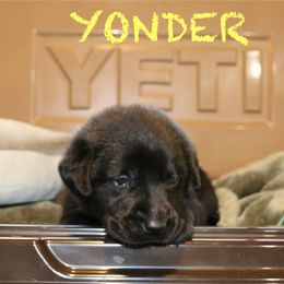 YONDER - Black female Labrador Retriever puppy in Lawton, Michigan from DuckAlly Kennel