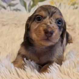 Girl 3 - Dapple female Dachshund puppy in Romney, Indiana from Brown's Valley Dachshunds