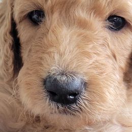 Girl 3 - Goldendoodle puppy in Le Roy, Minnesota from Doodles by the Dam