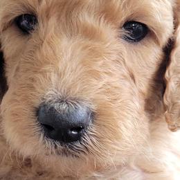 Girl 3 - Goldendoodle puppy in Le Roy, Minnesota from Doodles by the Dam