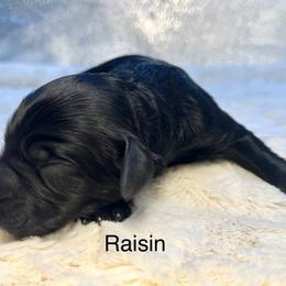 Raisin - Black female Goldendoodle puppy in New Ringgold, Pennsylvania from Hawk Mountain Doodles