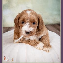 Victoria - Red and white female Cockapoo puppy in Connersville, Indiana from Deaz Doodle Ranch
