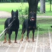 Beaucerons from Hidden Castle