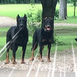 Beaucerons from Hidden Castle
