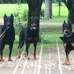 Beaucerons from Hidden Castle