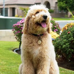 Gracie - Goldendoodle