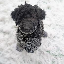 Zephyr - Black male Australian Labradoodle puppy in Sturbridge, Massachusetts from Pawlite Best Friends