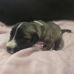 Anatolian Shepherd Dog Puppies from Florida Anatolian Shepherds