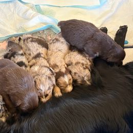 Australian Shepherd Puppies from Night Skye Aussies