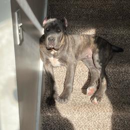 Cane Corso puppies from Cor Dei Cane Corso