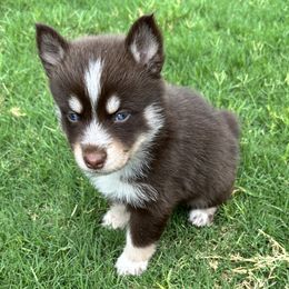 Pomskies from Pomsky Life ETC