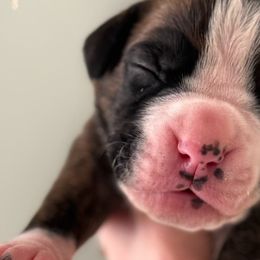 Boy 2 - Boxer puppy from Buzzard's Bay Boxers