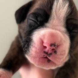 Boy 2 - Boxer puppy from Buzzard's Bay Boxers