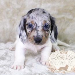 AKC Clover - Dapple male Dachshund puppy in Christiansburg, Virginia from Little Legs Luxury Dachshunds LLC