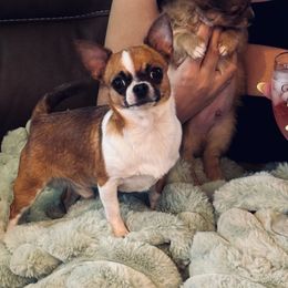 Beavis - Chihuahua