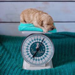 Saint Berdoodle, Poodle, Labradoodle, and Goldendoodle Puppies from Dent’s Doodles