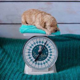 Saint Berdoodle, Poodle, Labradoodle, and Goldendoodle Puppies from Dent’s Doodles