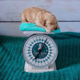 Saint Berdoodle, Poodle, Labradoodle, and Goldendoodle Puppies from Dent’s Doodles