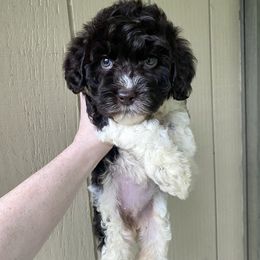 Bailey - Chocolate female Australian Labradoodle puppy in Sarasota, Florida from GWagz