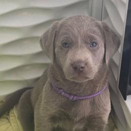 Dancer - Silver female Dilute Retriever puppy in New Providence, Pennsylvania from Southernend Silvers