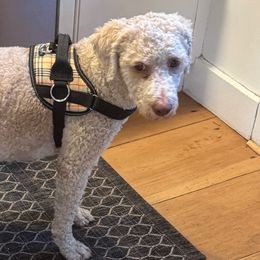 Lagotti Romagnoli from Lagotto Amore Breeders