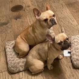 French Bulldogs from Rhonda Larkins' French Bulldogs