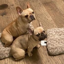 French Bulldogs from Rhonda Larkins' French Bulldogs