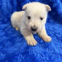 Wheaton Male 1 - Wheaten male Scottish Terrier puppy in Scurry, Texas from Starlight Scotties of Texas