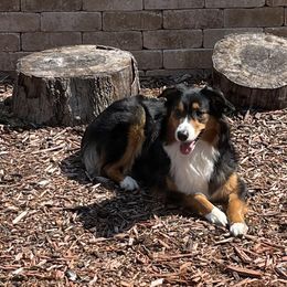 Cannoli - Australian Shepherd