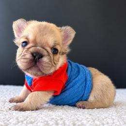 Rolo-A Little Roll of Sweetness - Fawn and white male French Bulldog puppy in Porter, Texas from Whatabulldog