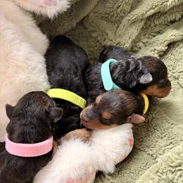 Lakeland Terrier puppies from Cirnef Lakelands